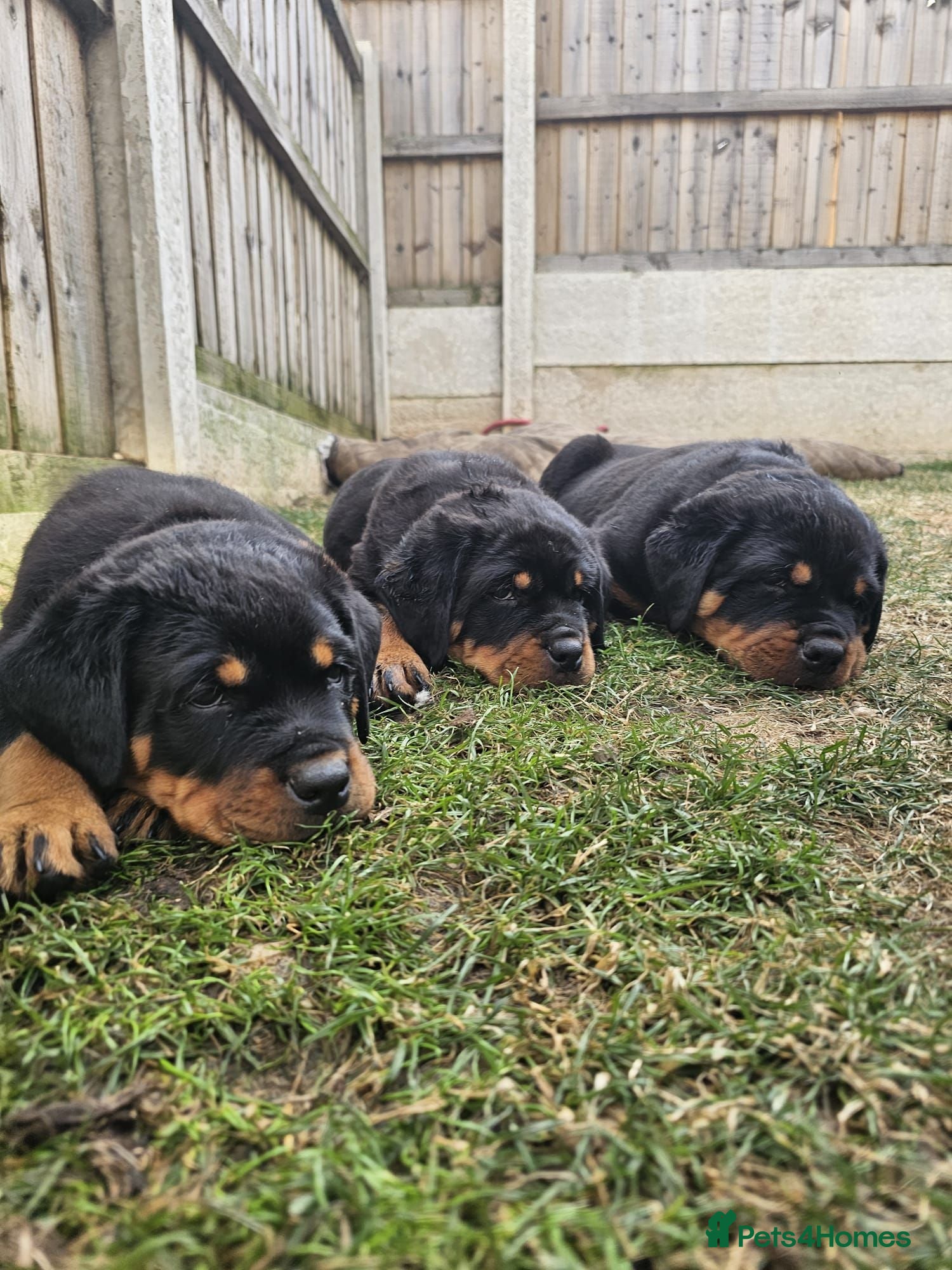 Rottweiler dogs Ready NOW KC Registered Male Rottweiler Puppies   - Advert 12