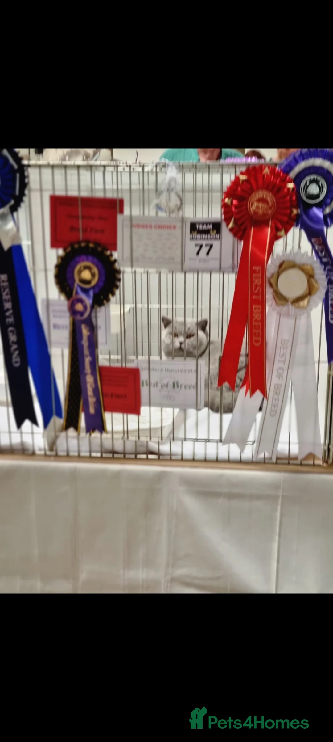 British Shorthair cats for sale: British blue Shorthair boy. - Advert 4