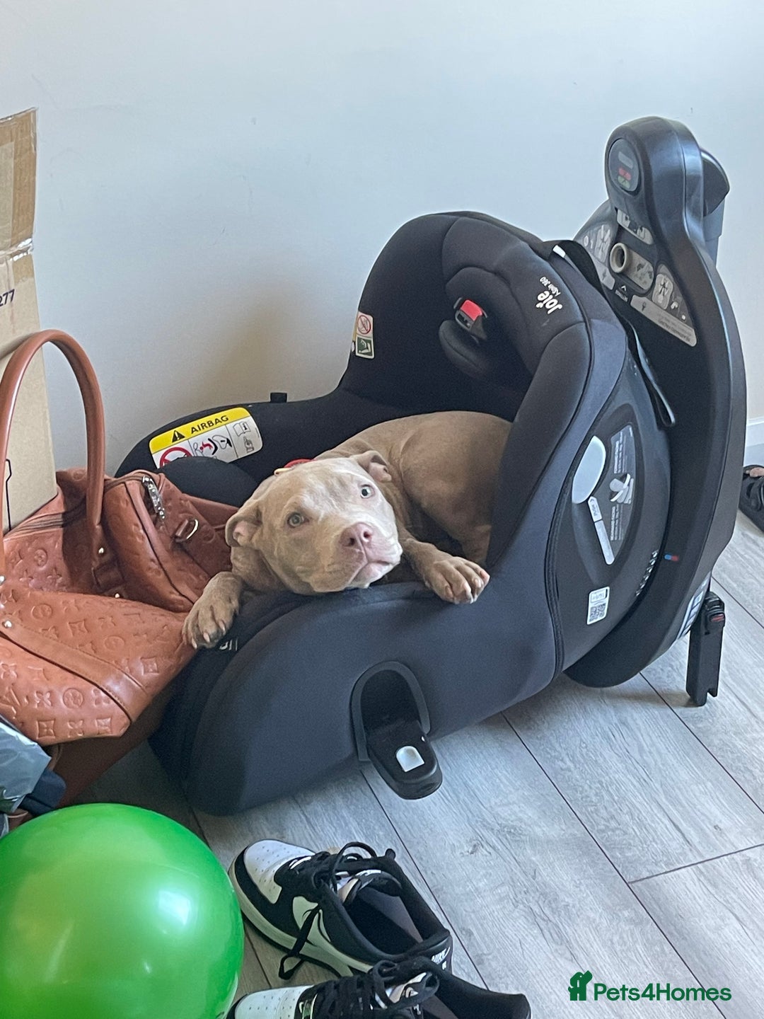 American Bully dogs for sale: Nova - Beautiful 1-Year-Old American Pocket Bully - Advert 7