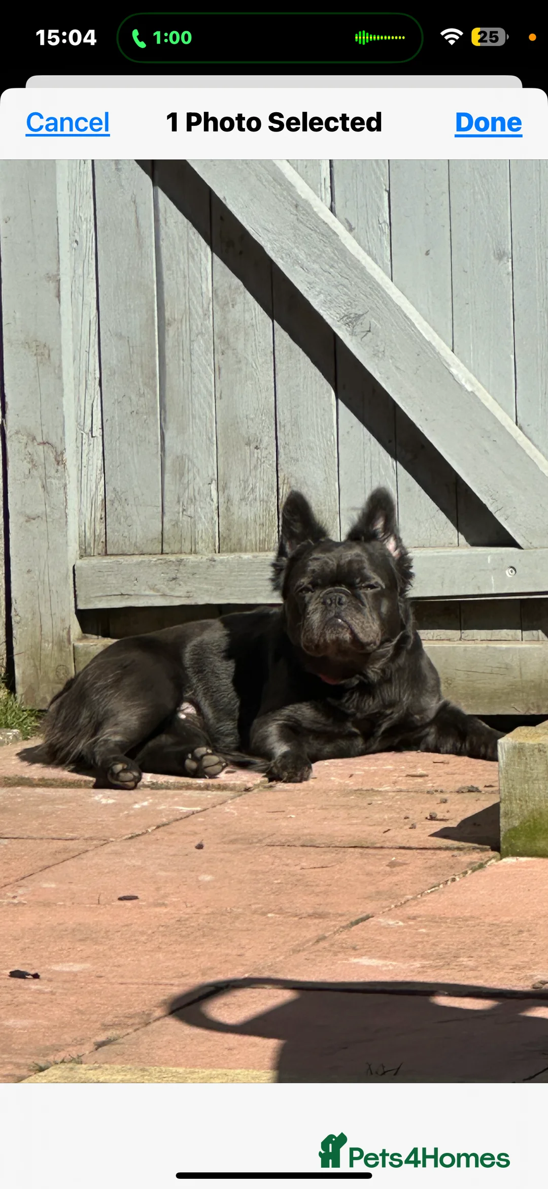 French Bulldog dogs for sale: Fully visual fluffy female French bulldog  - Advert 1