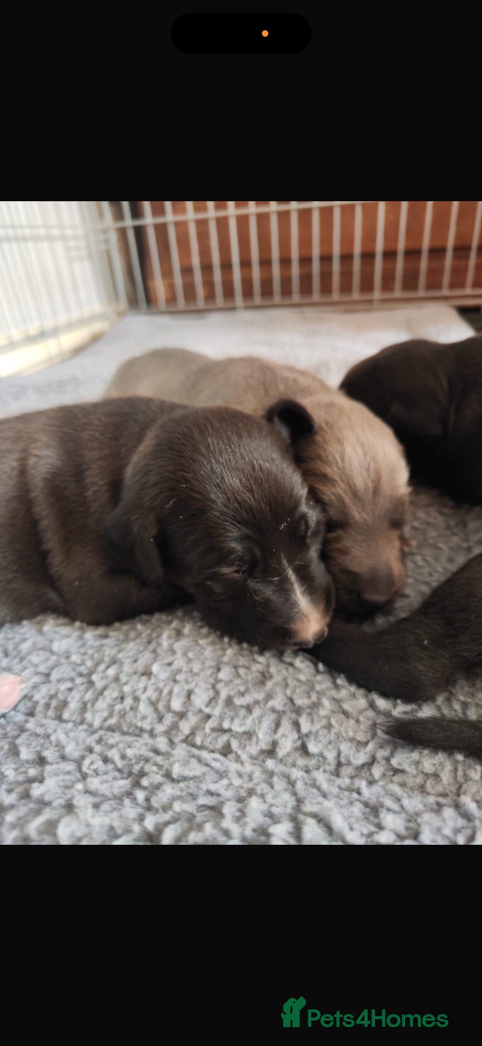Mixed Breed dogs Bedlington whippet puppies  - Advert 11