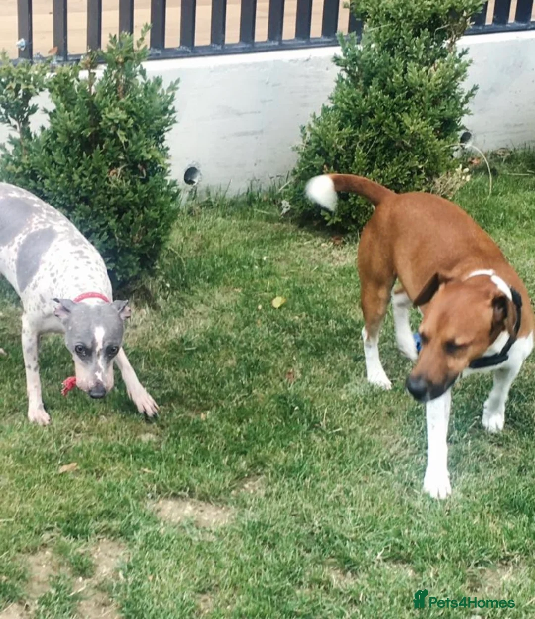 Plummer Terrier dogs for sale: Plummer terrier / American hairless terrier  - Advert 4