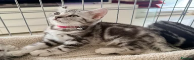 British Shorthair Kitten 4