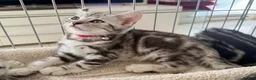 British Shorthair cats for sale: Outstanding GCCF Champion BSH Silver Tabby Kittens - Advert 25