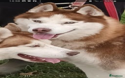 Siberian Husky dogs for sale: Two Siberian Husky Males - Image 5