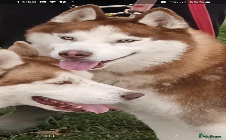 Siberian Husky dogs - Advert 4