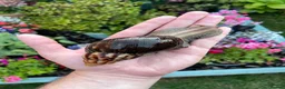 Snails invertebrates for sale: Giant African Snails for sale! - Advert 3