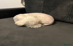 Maltese dogs for sale: Maltese - Image 3