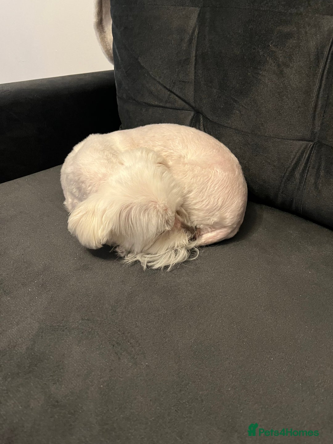 Maltese dogs for sale: Maltese - Image 3