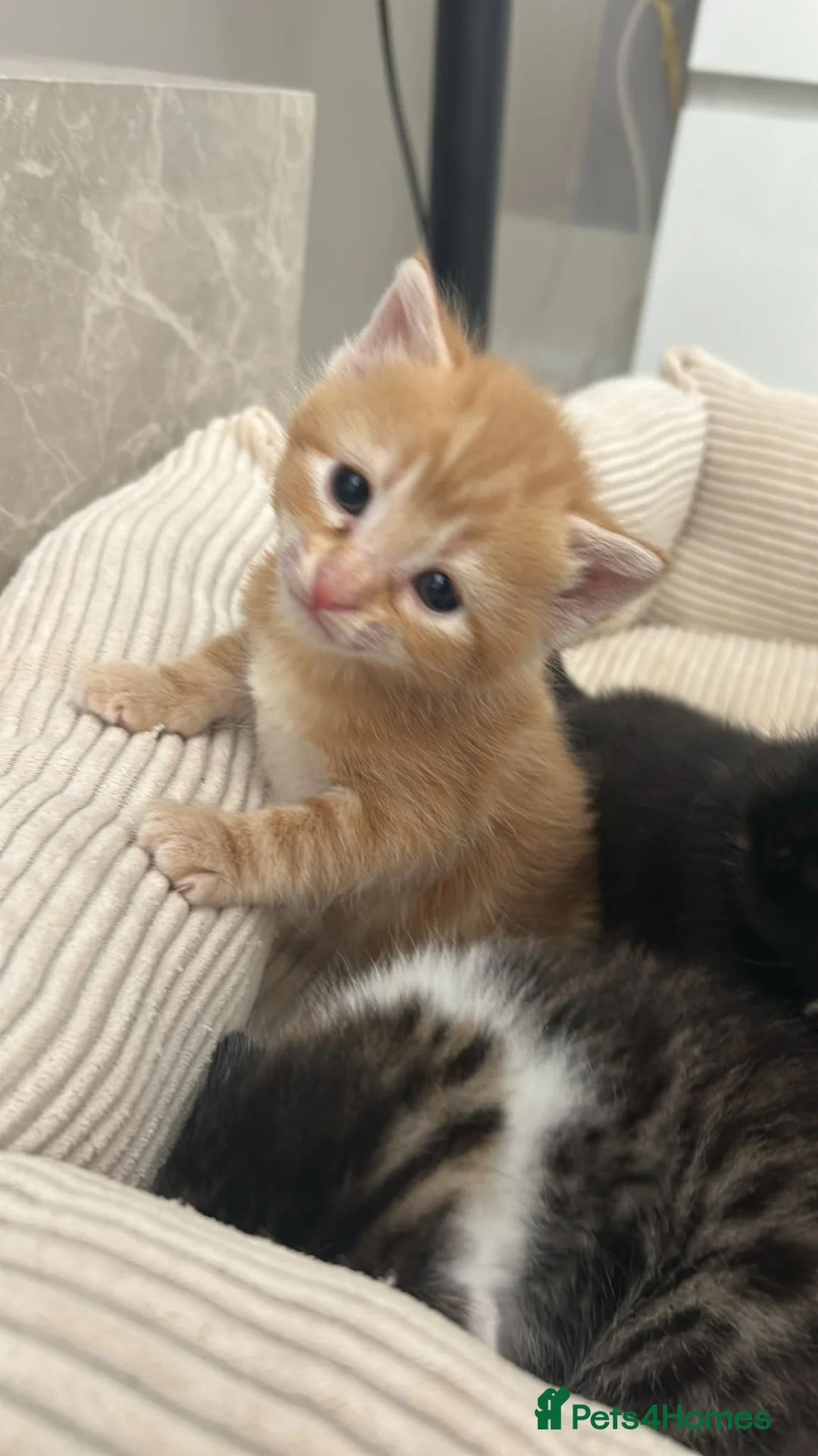 Mixed Breed cats for sale: Beautiful Maine Coon × Ragdoll Mix Kittens - Advert 32
