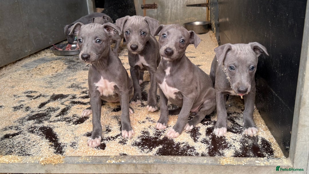 Whippet dogs for sale: Beautiful blue whippets  - Image 1