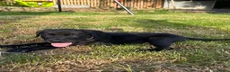 Mixed Breed dogs for sale: Beautiful Labrador X puppies.  - Advert 16