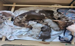 Miniature Dachshund dogs for sale: Dachshund Miniature Puppies - Image 1