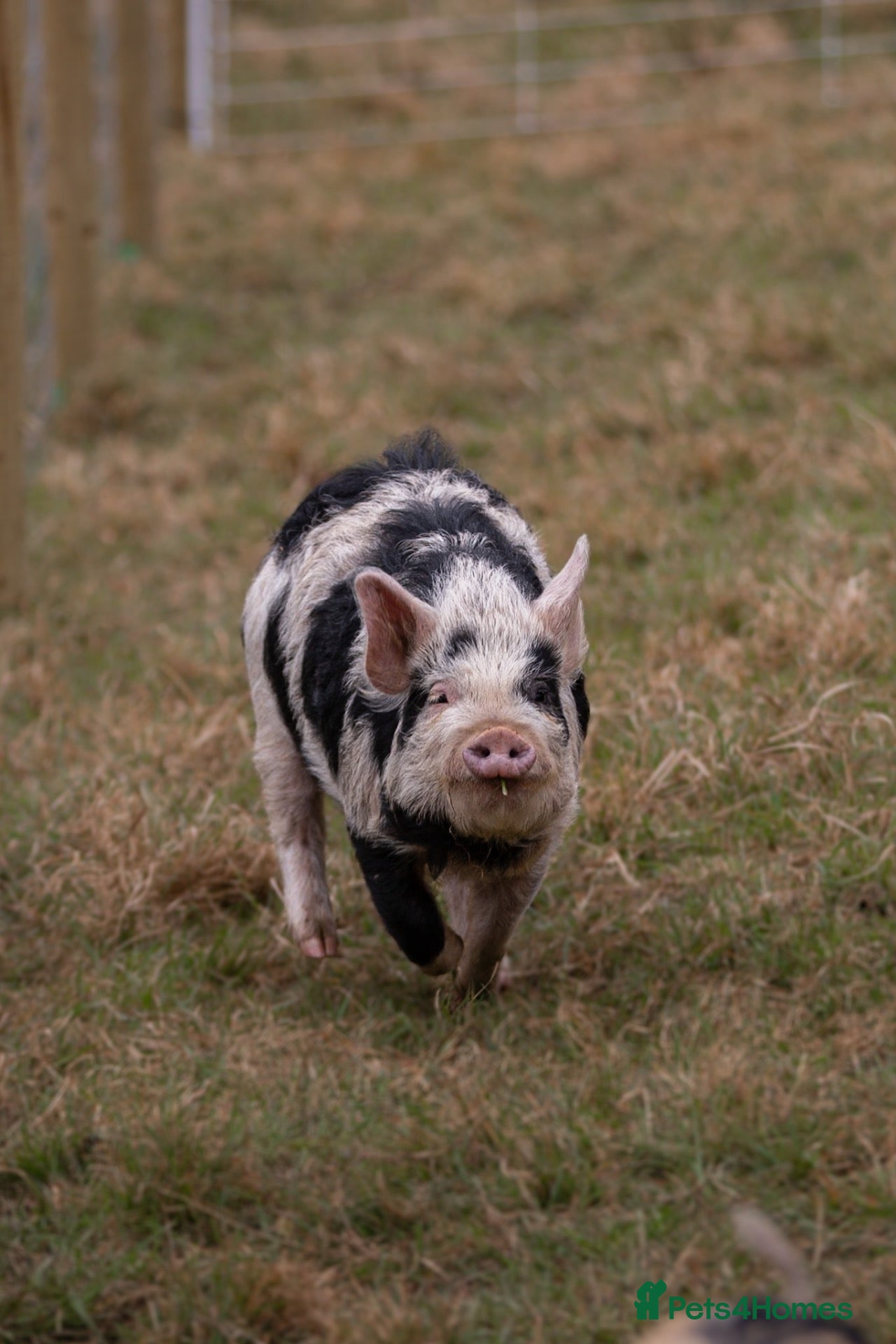 Pig livestock 6 - Kune Kune Pigs  - Advert 1