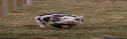 Pig livestock for sale: 6 - Kune Kune Pigs  - Advert 1