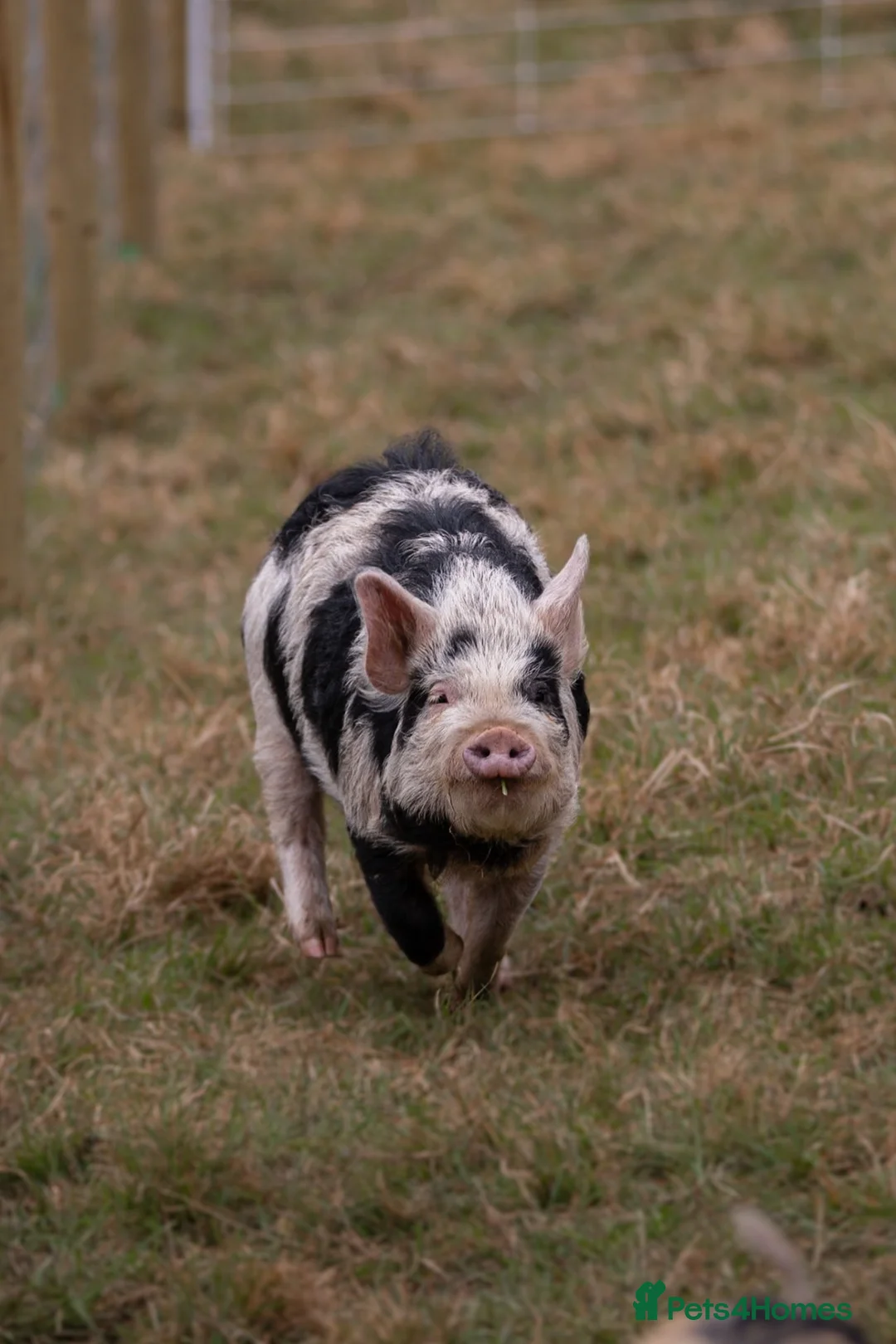 Pig livestock for sale: 6 - Kune Kune Pigs  - Advert 1