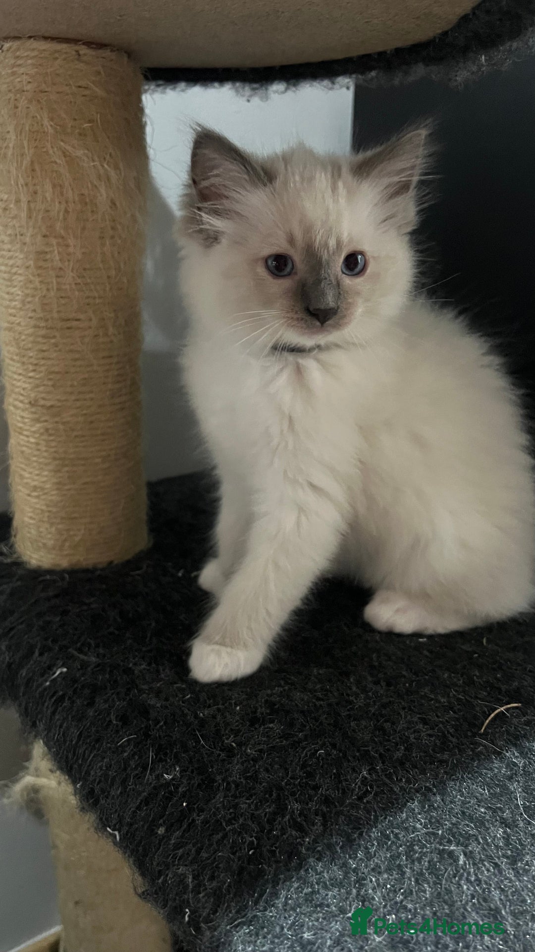 Ragdoll cats for sale: 3 Ragdoll kittens  - Advert 25