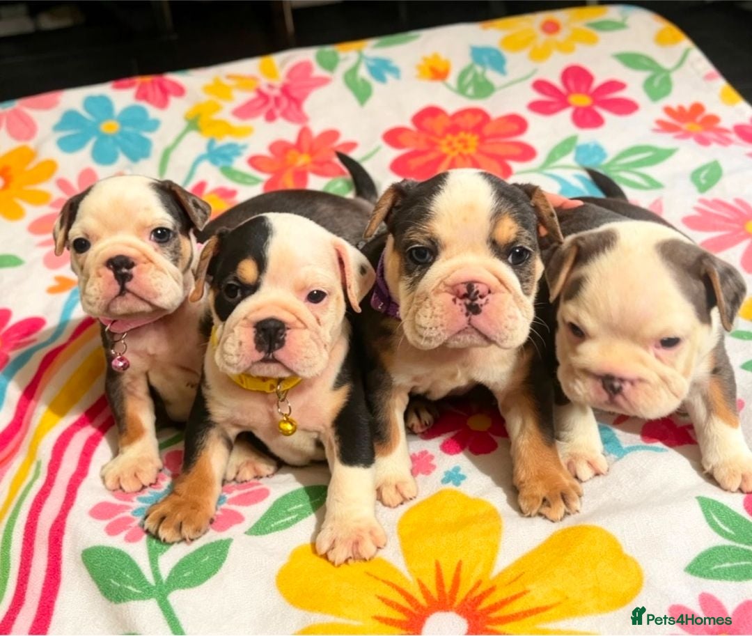 English Bulldog dogs Sad beginning to a beautiful ending - Advert 1