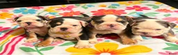 English Bulldog dogs for sale: Sad beginning to a beautiful ending - Advert 16