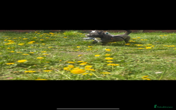 Mixed Breed dogs for sale: Mixed bread  - Advert 4