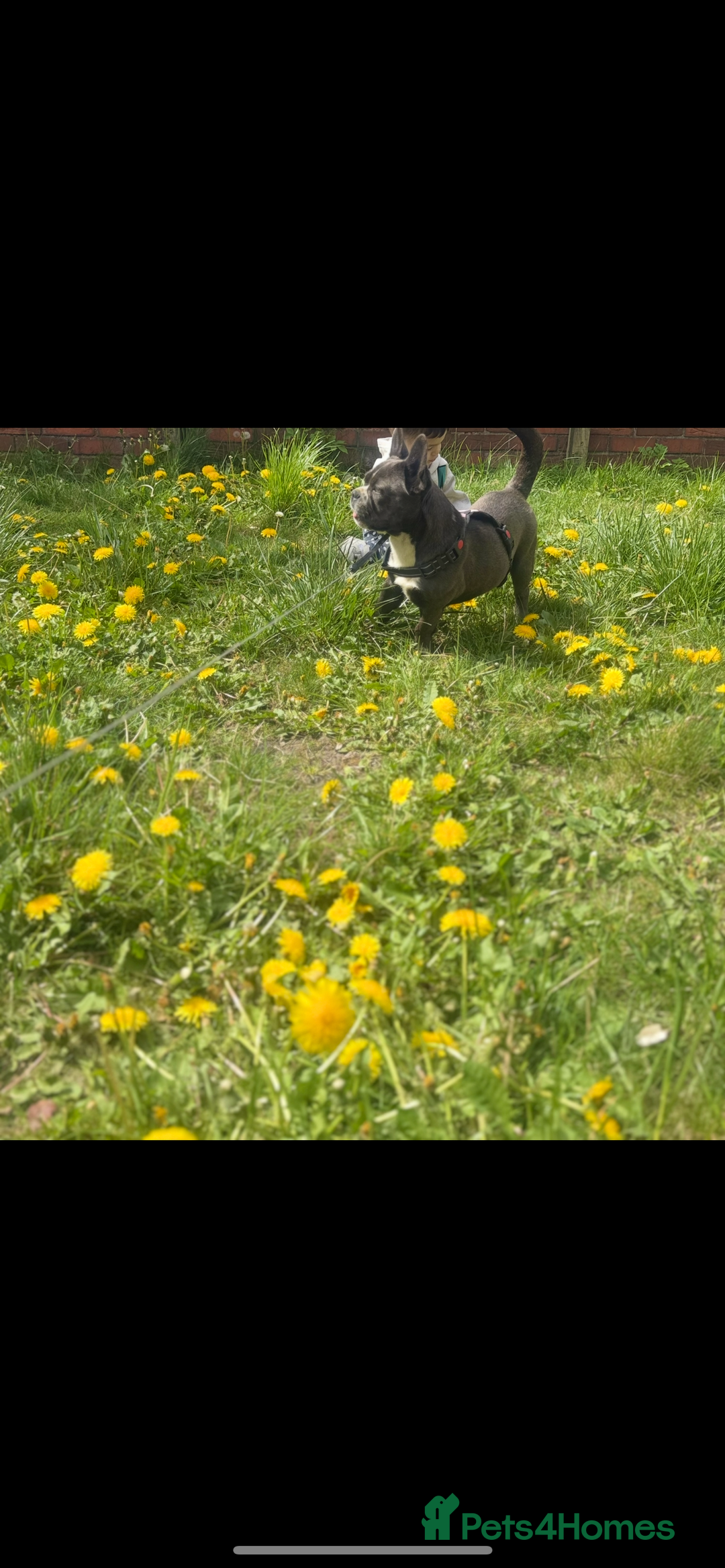 Mixed Breed dogs for sale: Mixed bread  - Advert 4