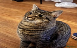 Mixed Breed cats for sale: Mixed Tabby kitten  - Image 6