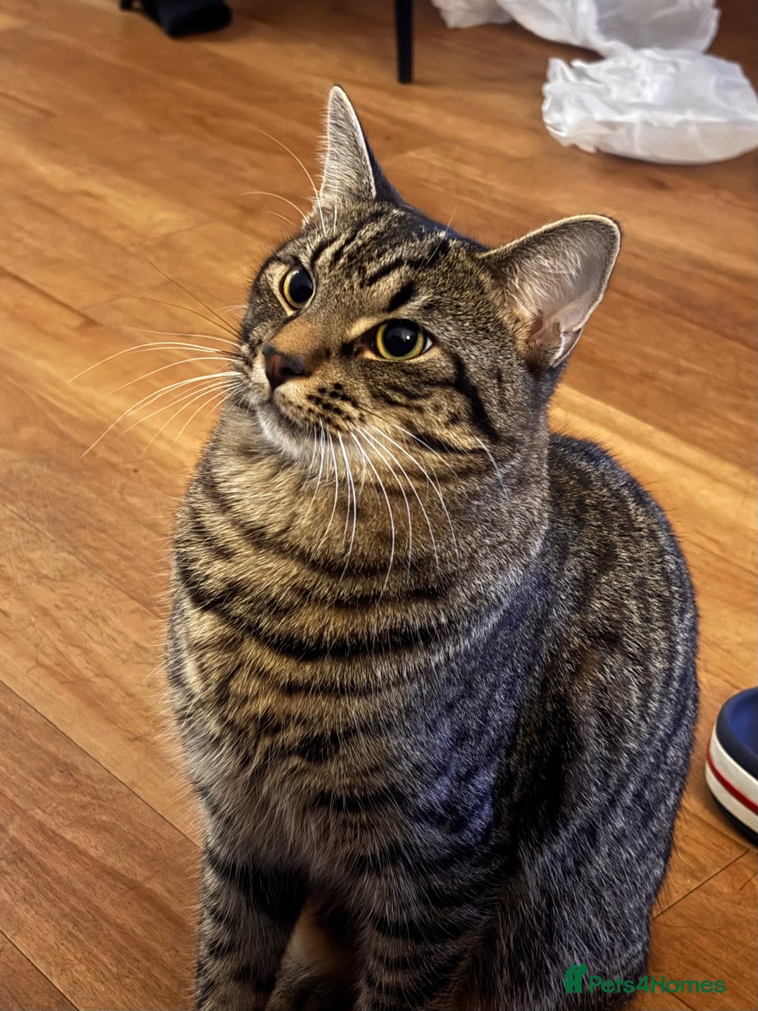 Mixed Breed cats for sale: Mixed Tabby kitten  - Image 6