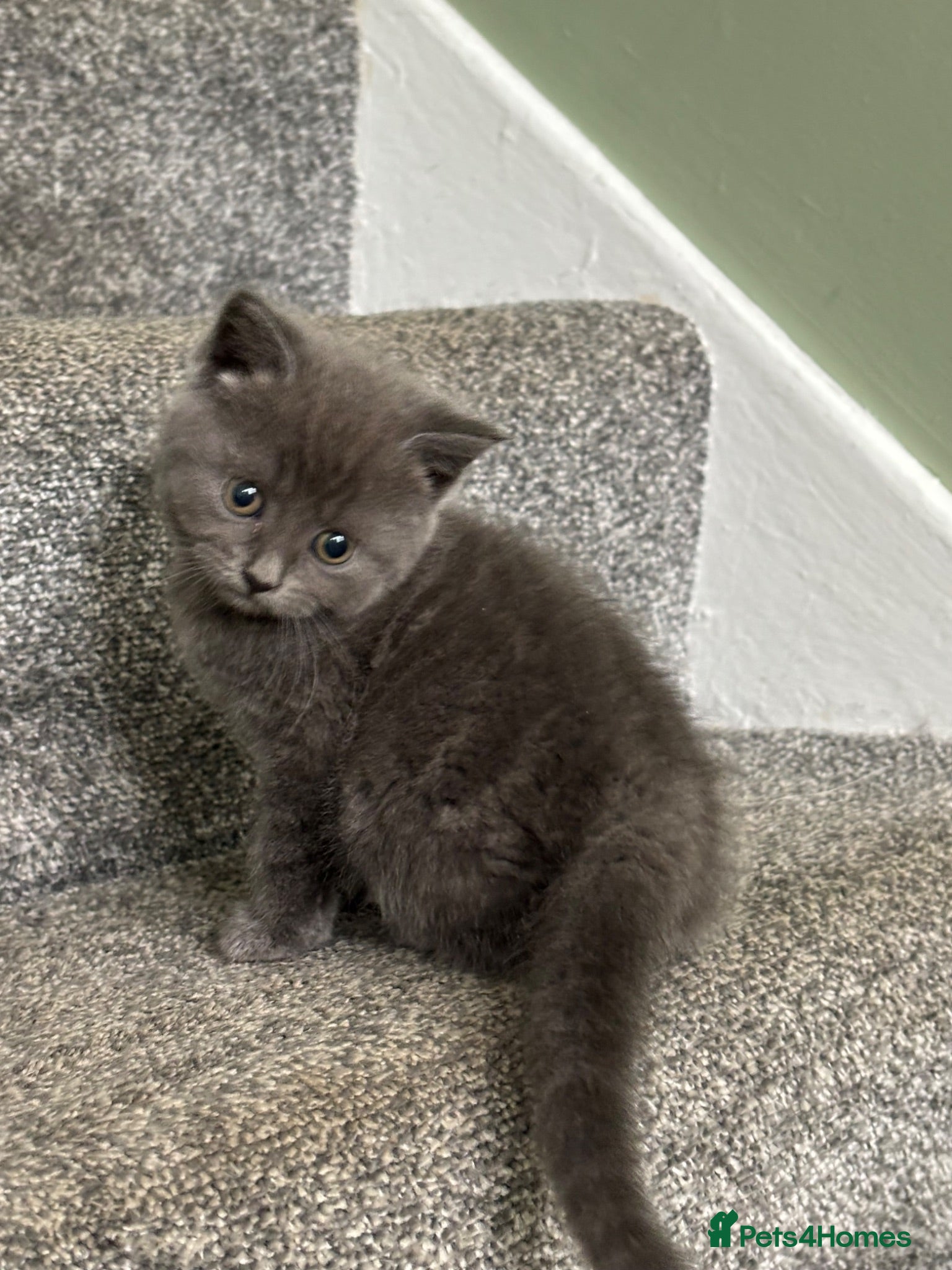 British Shorthair cats BSH kittens Ready Now - Advert 2