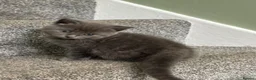 British Shorthair cats for sale: Social, playful BSH kittens  - Advert 7