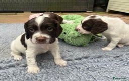 English Springer Spaniel dogs for sale: Oustanding DNA KC working Springer Spaniel pups - Image 8