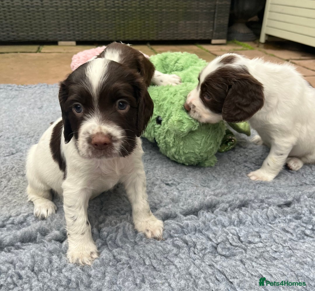 English Springer Spaniel dogs for sale: Oustanding DNA KC working Springer Spaniel pups - Image 8