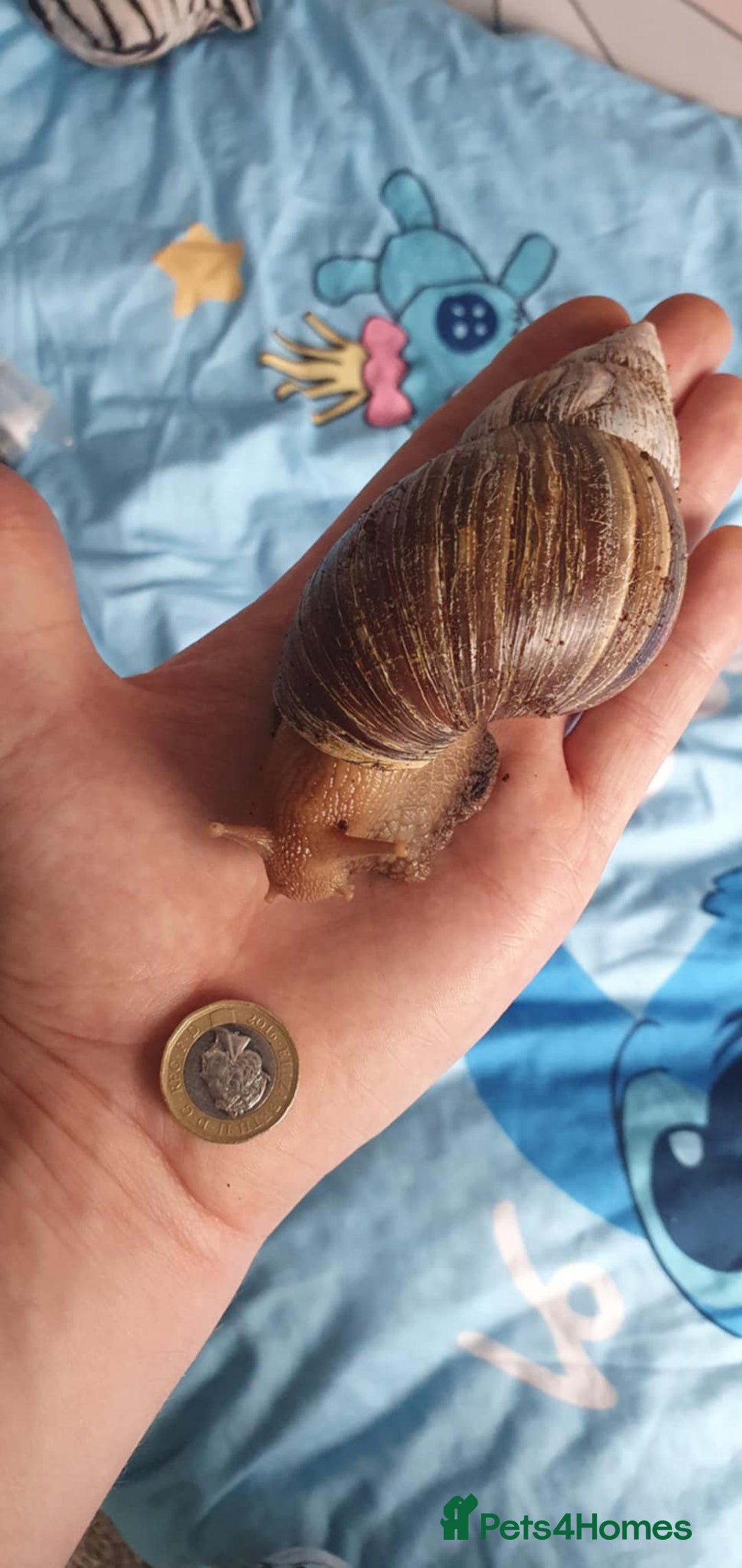 Snails invertebrates for sale: Giant African land snails - Image 2