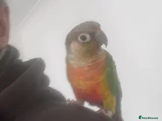 Conures birds Conure green cheek and pineapple - Advert 10