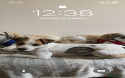 Parson Russell dogs for stud: Parson Russel Terrier stud - Image 3