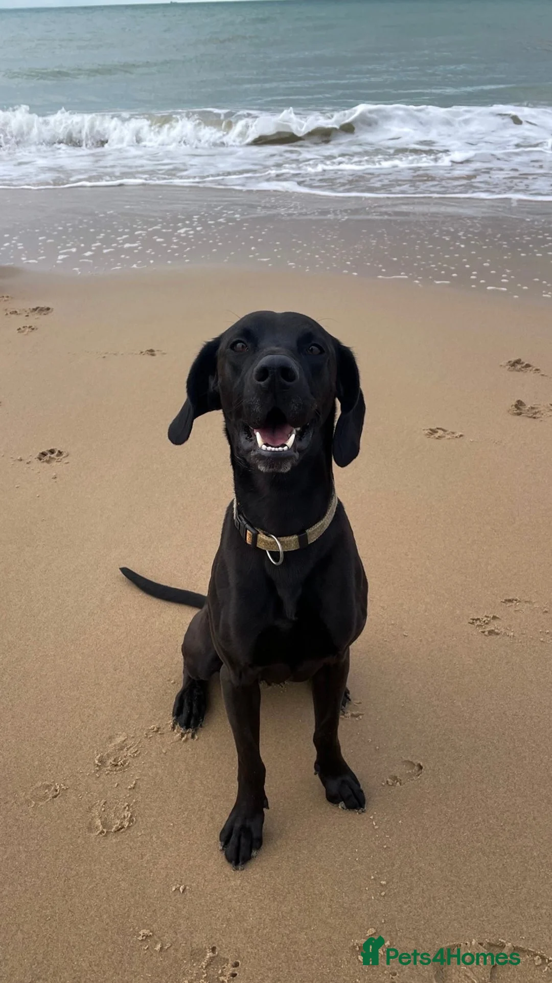 Labrador Retriever dogs for adoption: Atlas Seeking a forever family - Advert 1