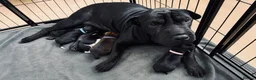 Mixed Breed dogs for sale: Shar pei X Akita puppy’s  - Advert 1
