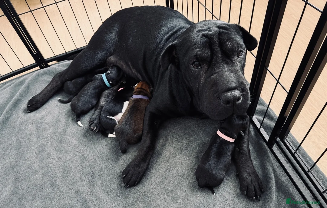 Mixed Breed dogs for sale: Shar pei X Akita puppy’s  - Advert 1
