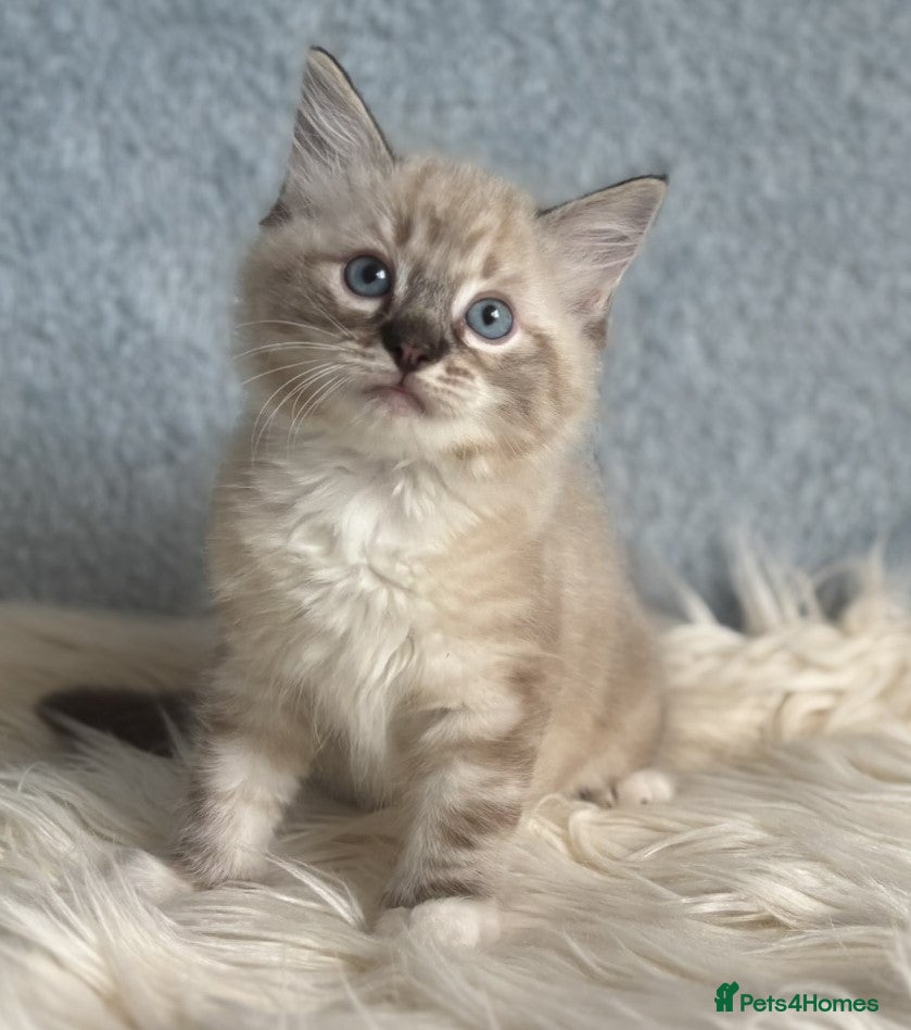 Ragdoll cats Three beautiful Ragdoll Ready to Leave 20/12/2025  - Advert 3