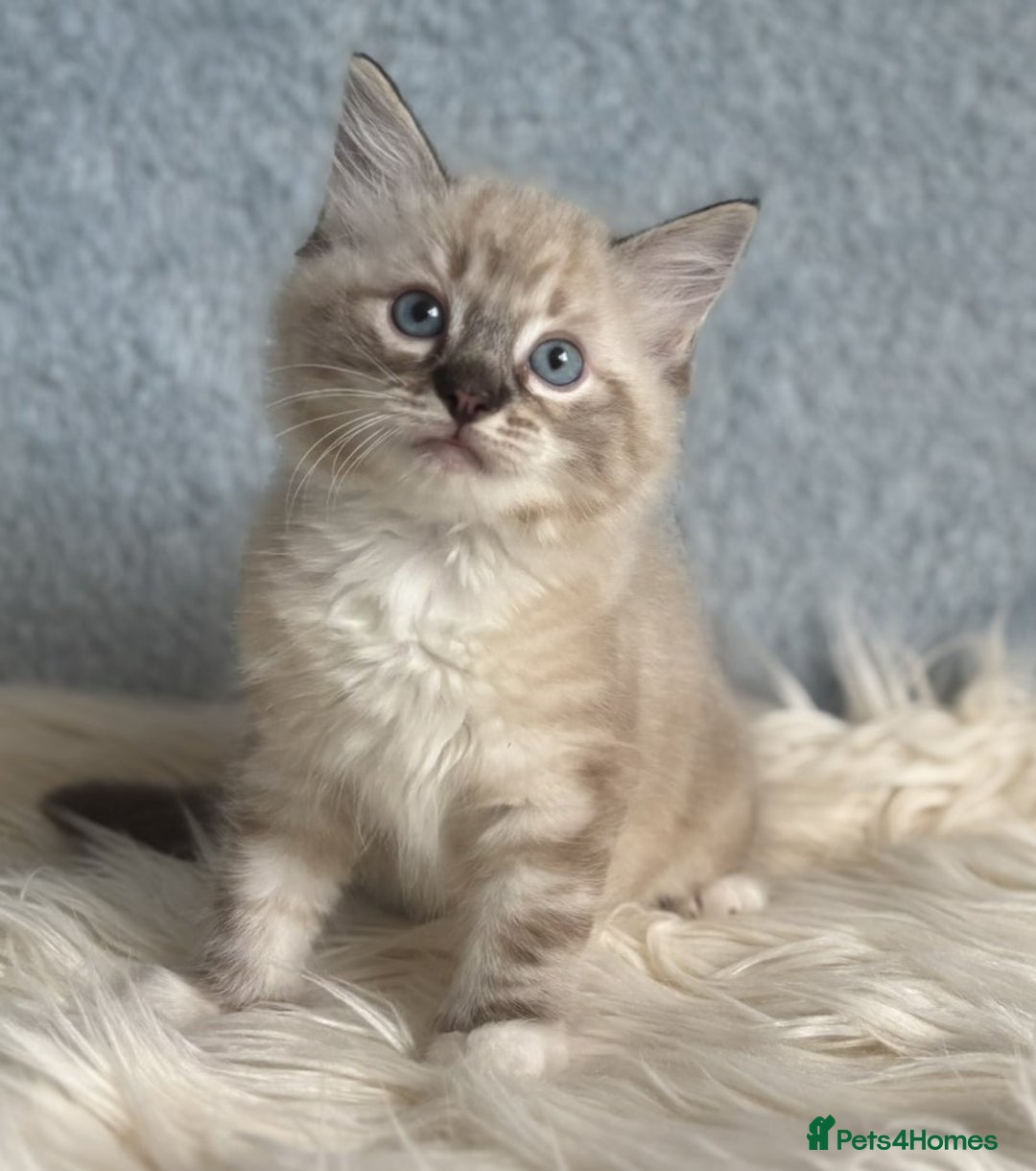 Ragdoll cats for sale: Three beautiful Ragdoll Ready to Leave 20/12/2025  - Advert 21