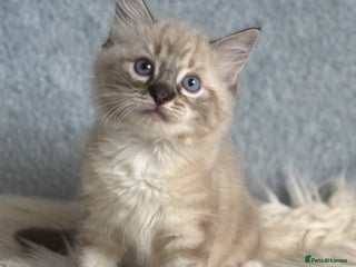 Ragdoll cats Three beautiful Ragdoll for sale - Advert 1