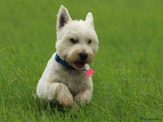 West Highland Terrier dogs Stunning KC Westie for stud in Taunton - Advert 2