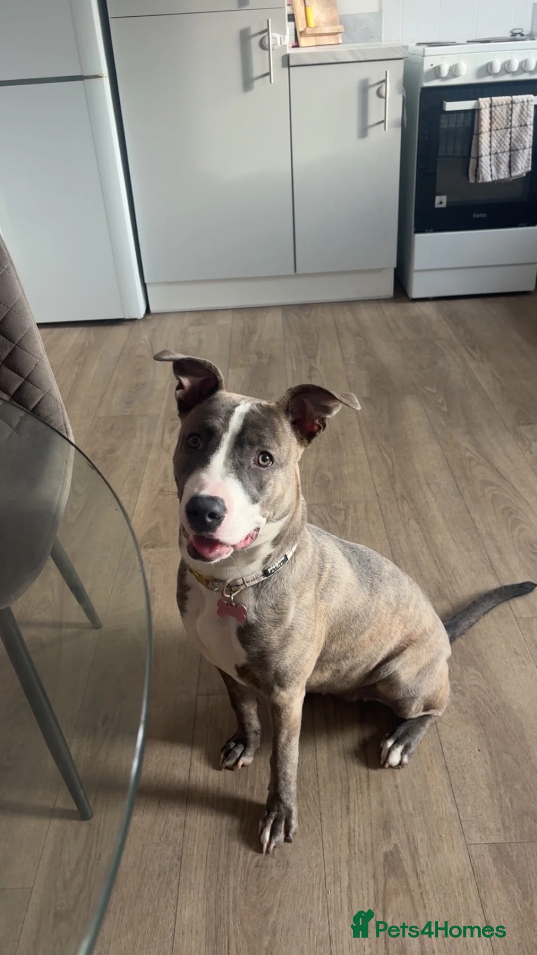 Staffordshire Bull Terrier dogs for sale: 7 month old staffy Luna - Advert 2
