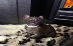 Egyptian Mau cats for sale: Smoke Egyptian MAU x Bengal spotted&marble kittens - Image 21