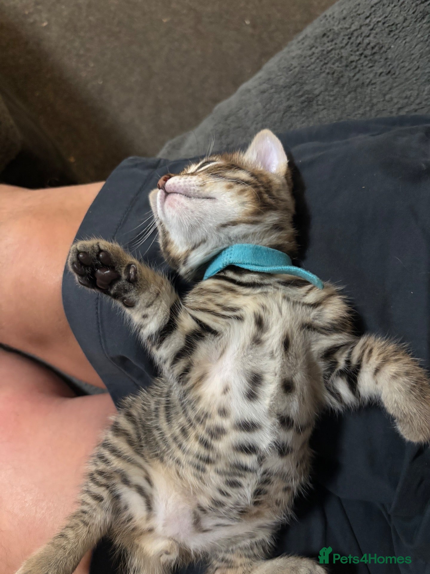 Bengal cats Bengal 75% maine coon 25%   - Advert 14
