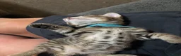 Bengal cats for sale: Bengal 75% maine coon 25%   - Advert 1