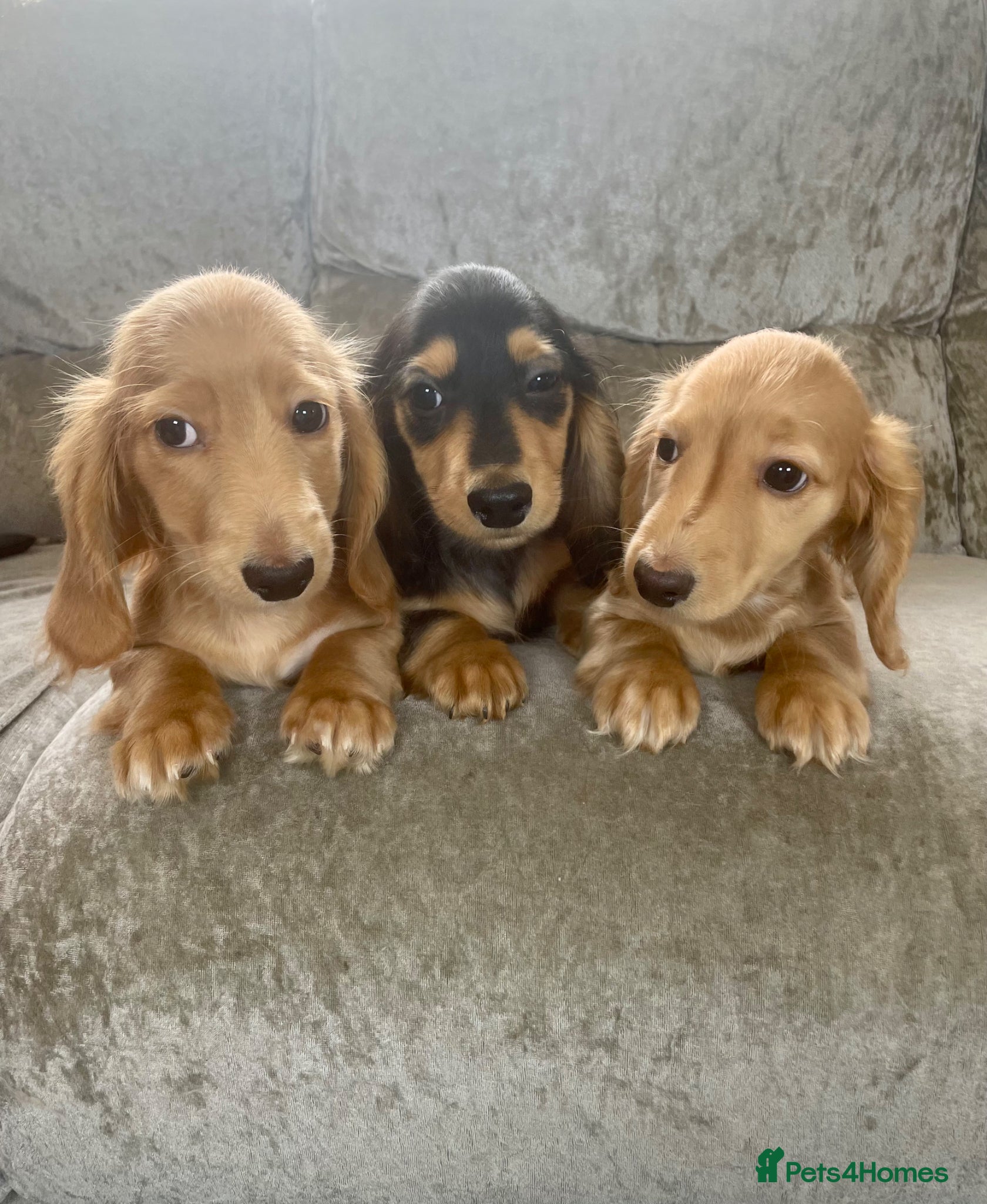 Dachshund dogs KC miniature long hair cream dachshund for sale - Advert 6