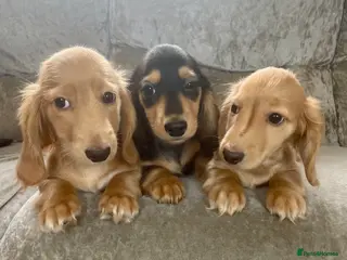 Dachshund dogs KC miniature long hair cream dachshund for sale - Advert 1