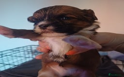 Mixed Breed dogs for sale: Puppy's forsale - Image 2
