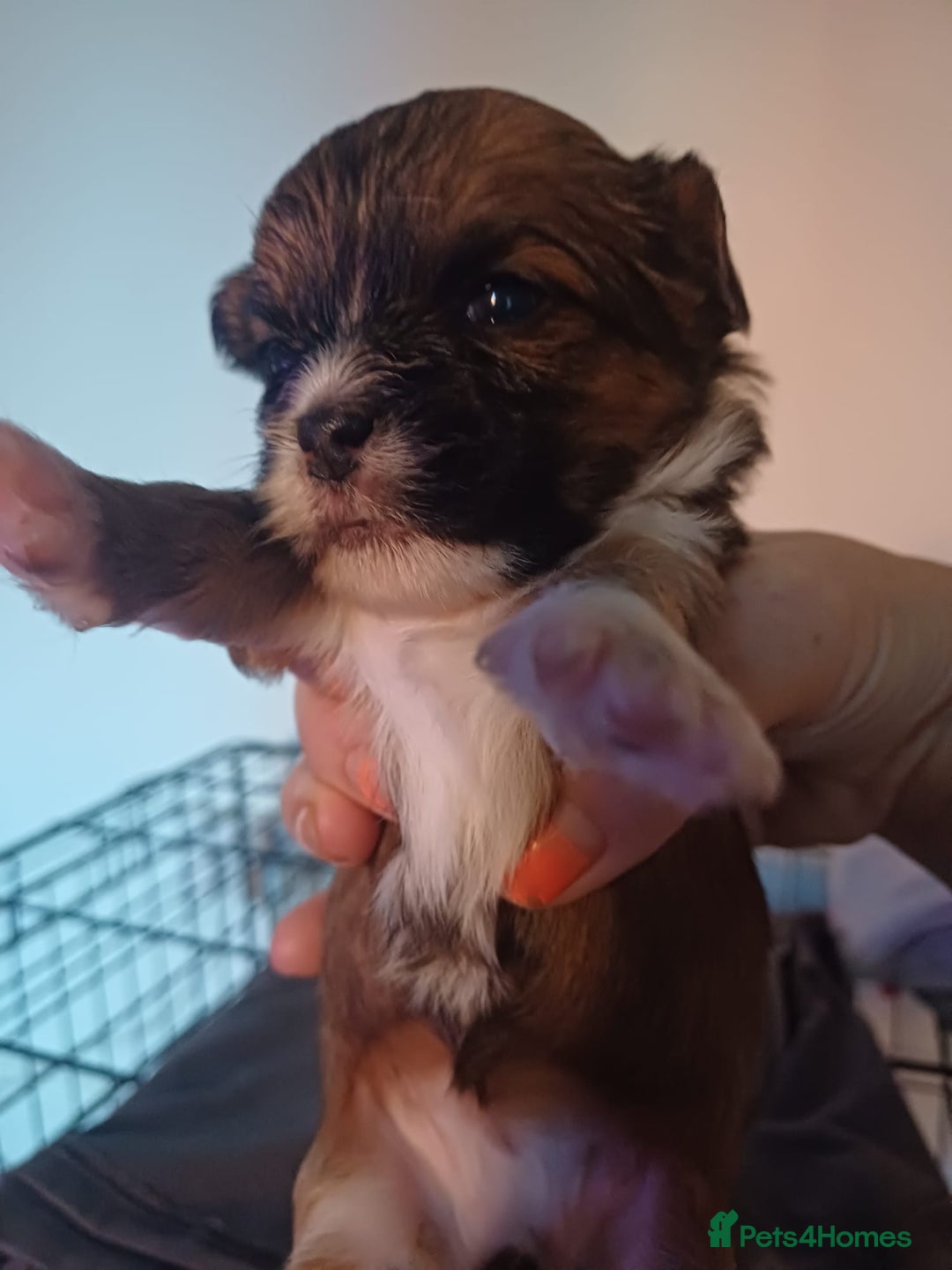 Mixed Breed dogs for sale: Puppy's forsale - Image 2