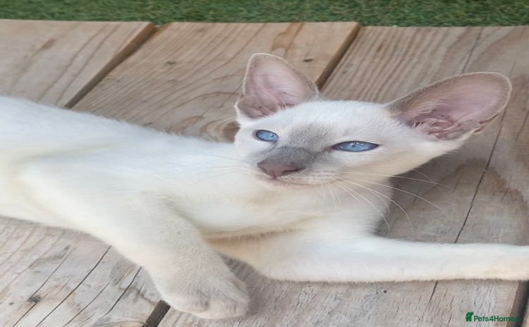 Siamese cats - Advert 1